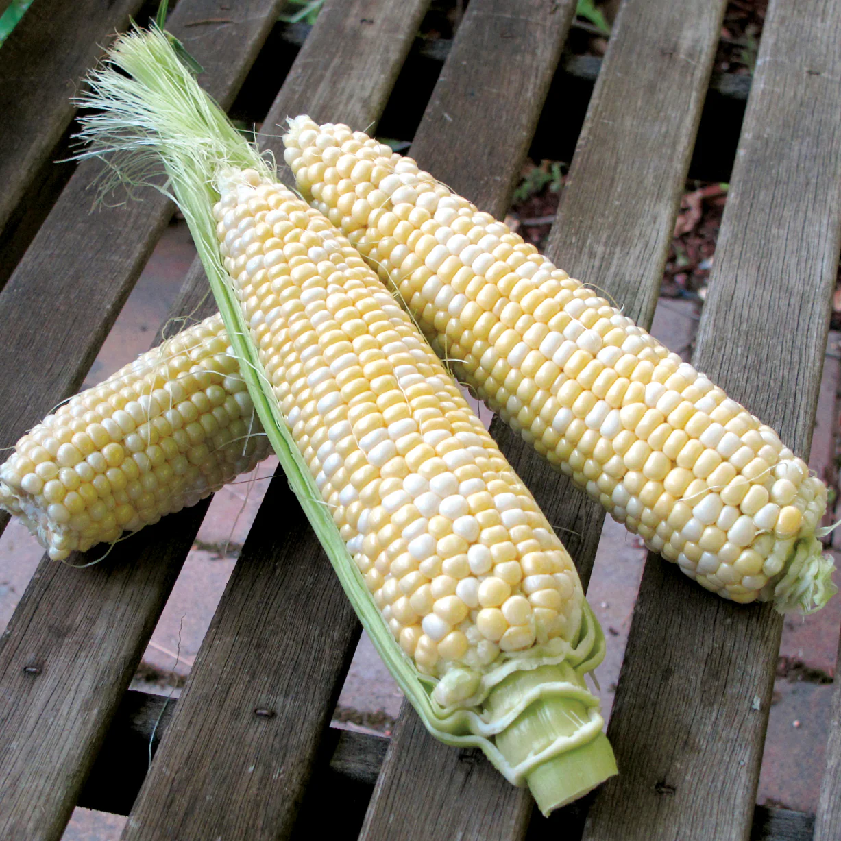Delectable Corn - Image 2