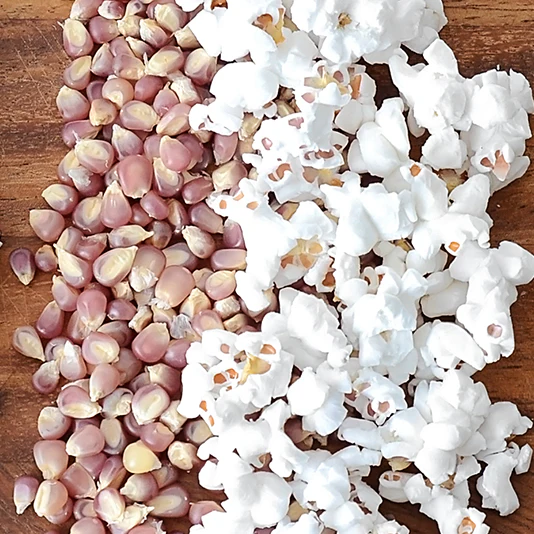 Early Pink Corn