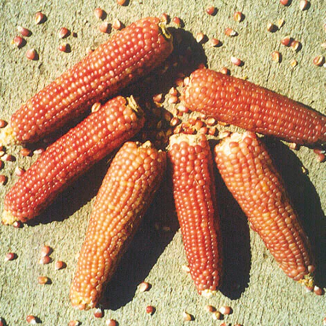 Early Pink Corn - Image 2