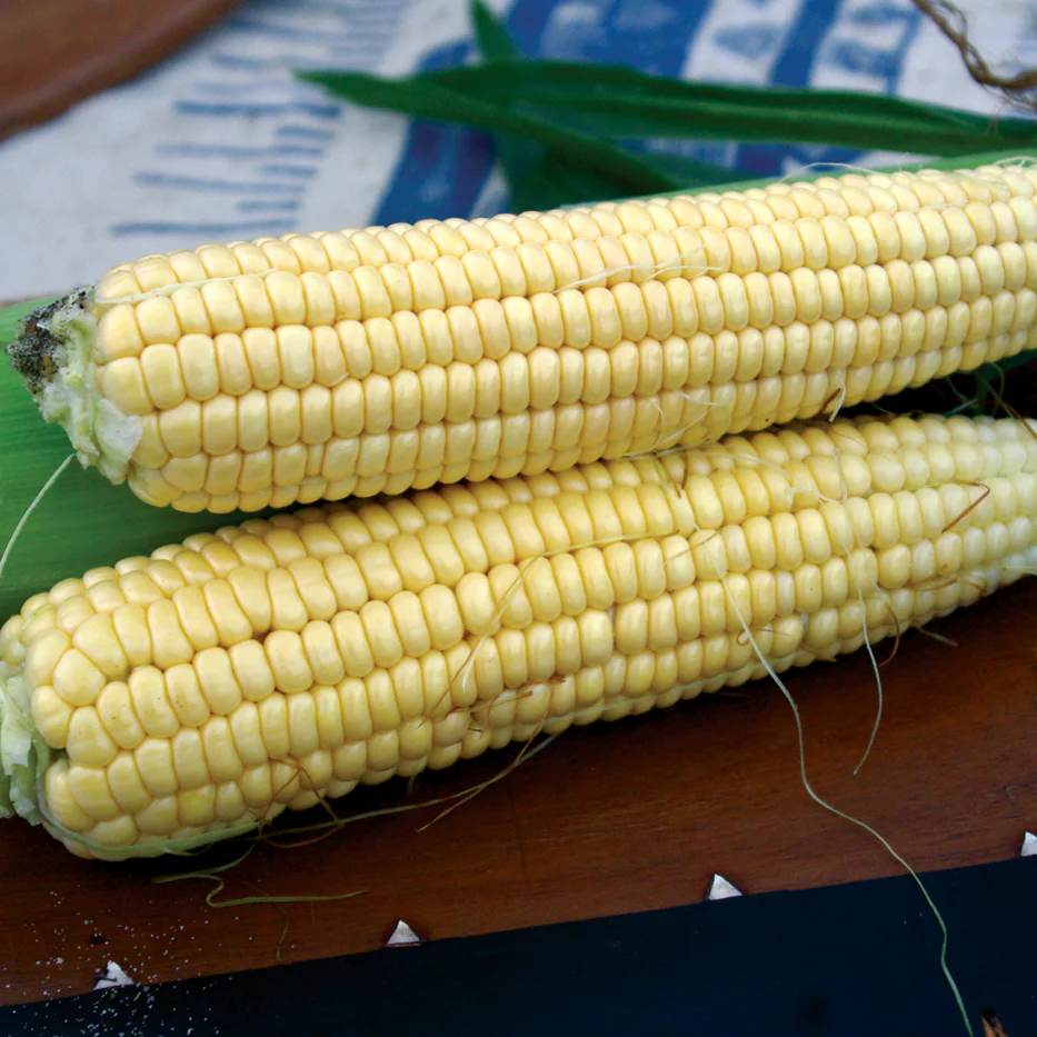 Golden Bantam Corn - Image 2