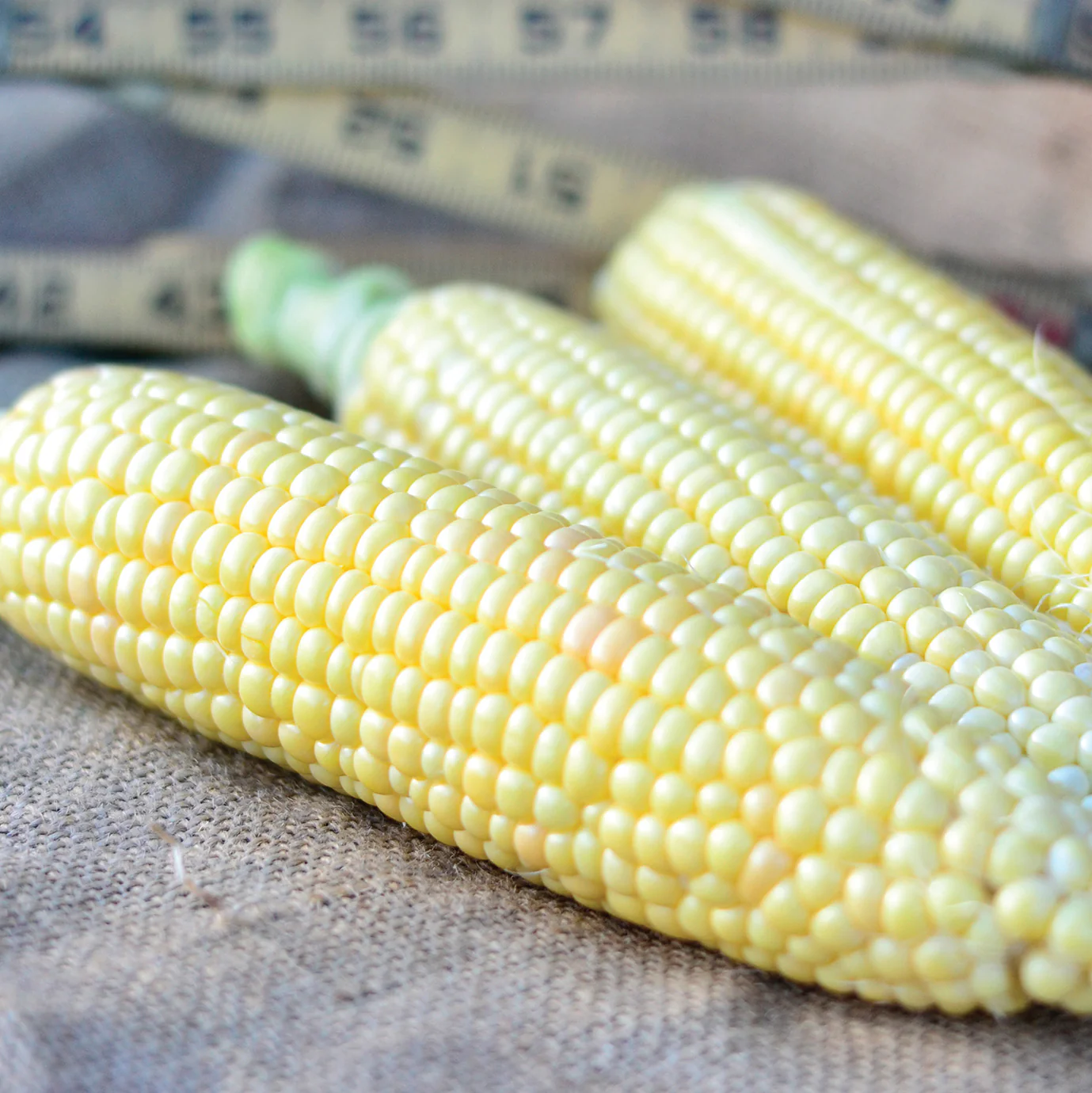Golden Jubilee Corn - Image 3