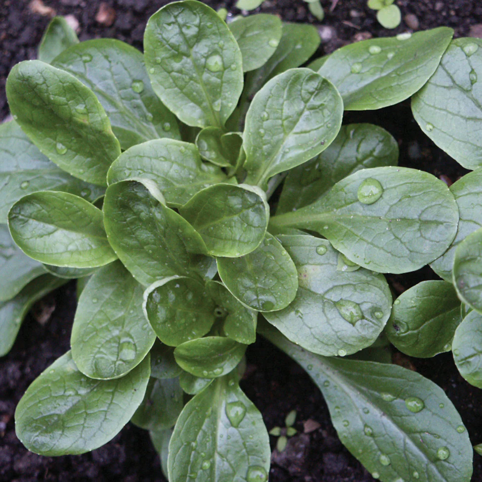 Étampes Corn Salad