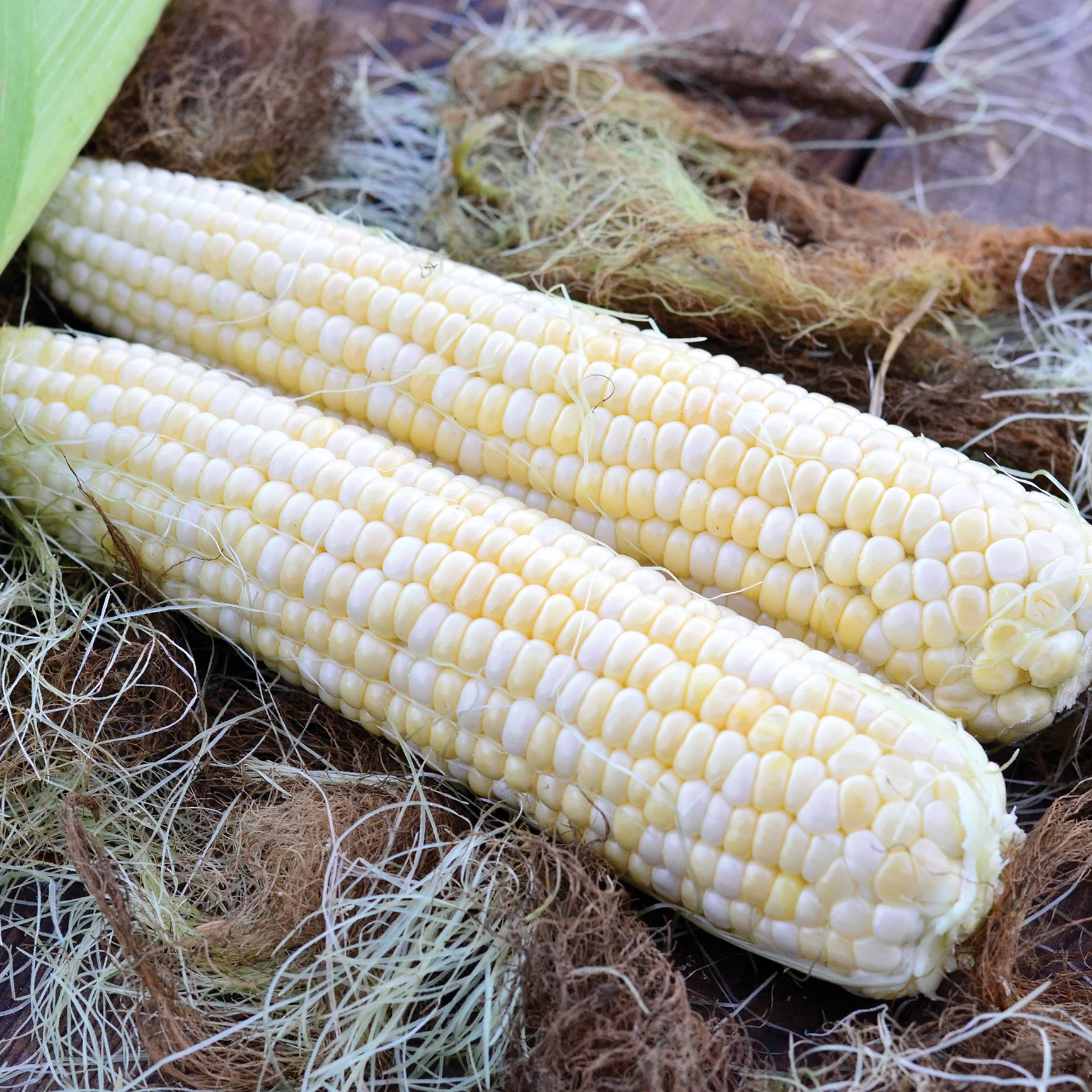 Serendipity Corn - Image 2