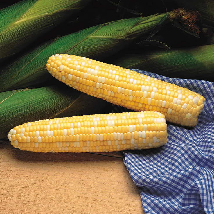 Serendipity Corn - Image 3