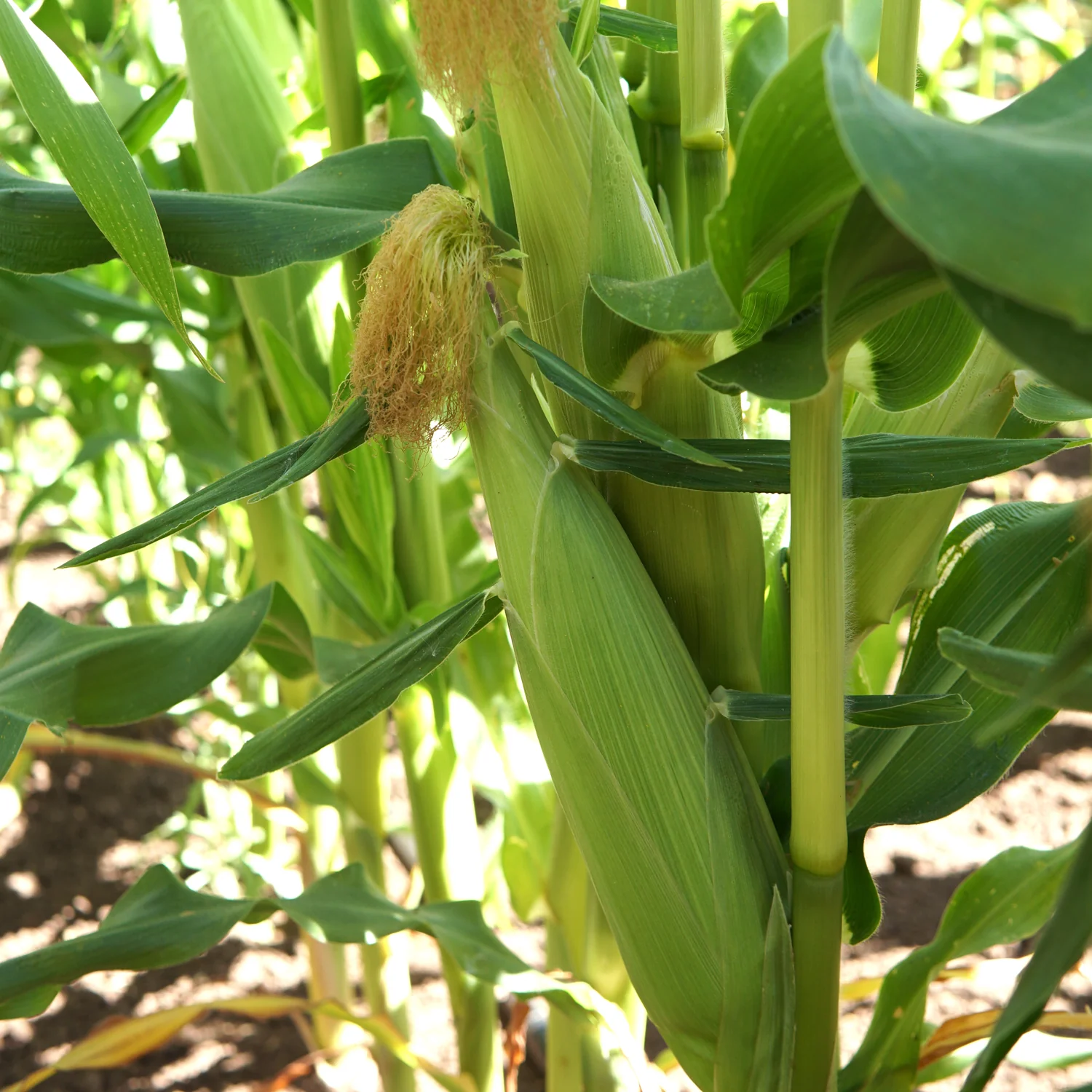 Temptress Corn - Image 2