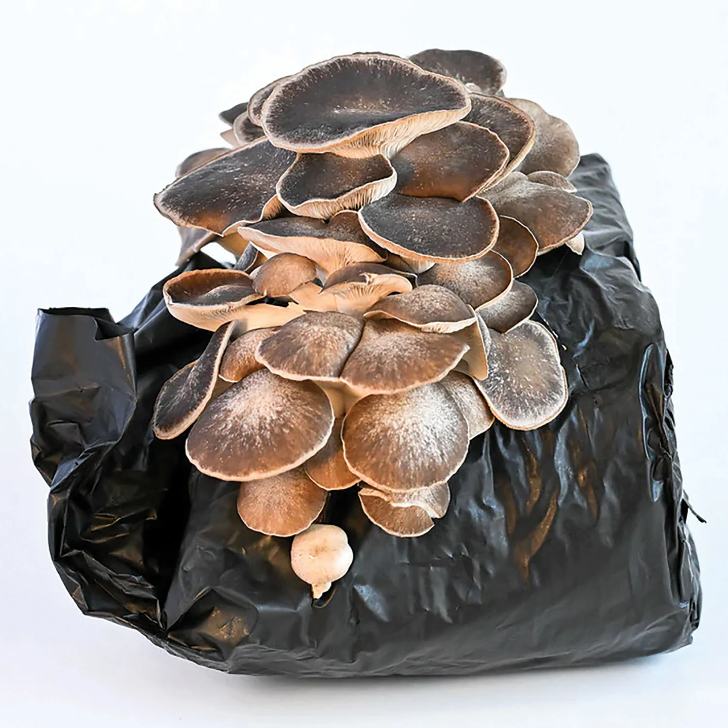 Cosmic Queen Oyster Mushroom Kit