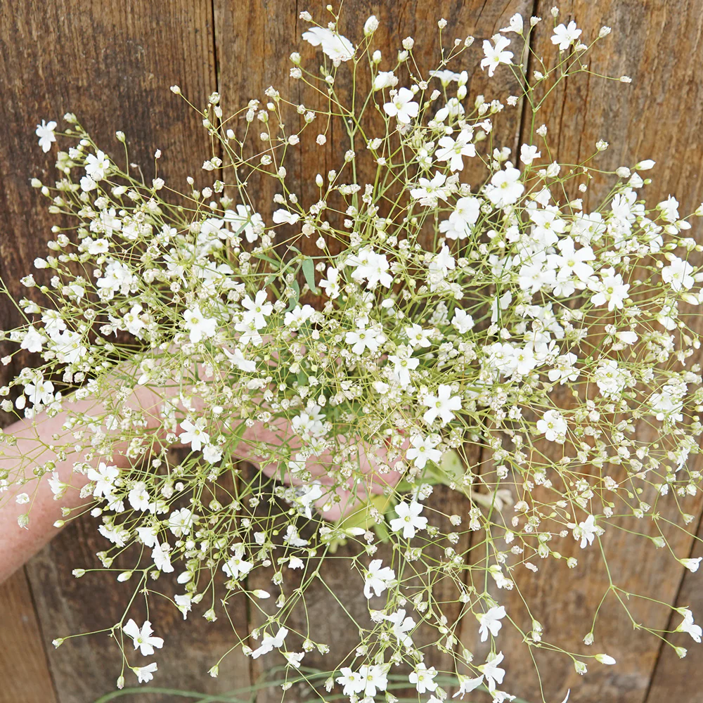 Covent Garden Baby's Breath