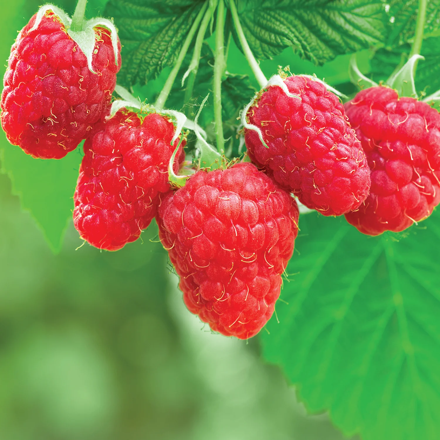 Crimson Giant Raspberry Plant