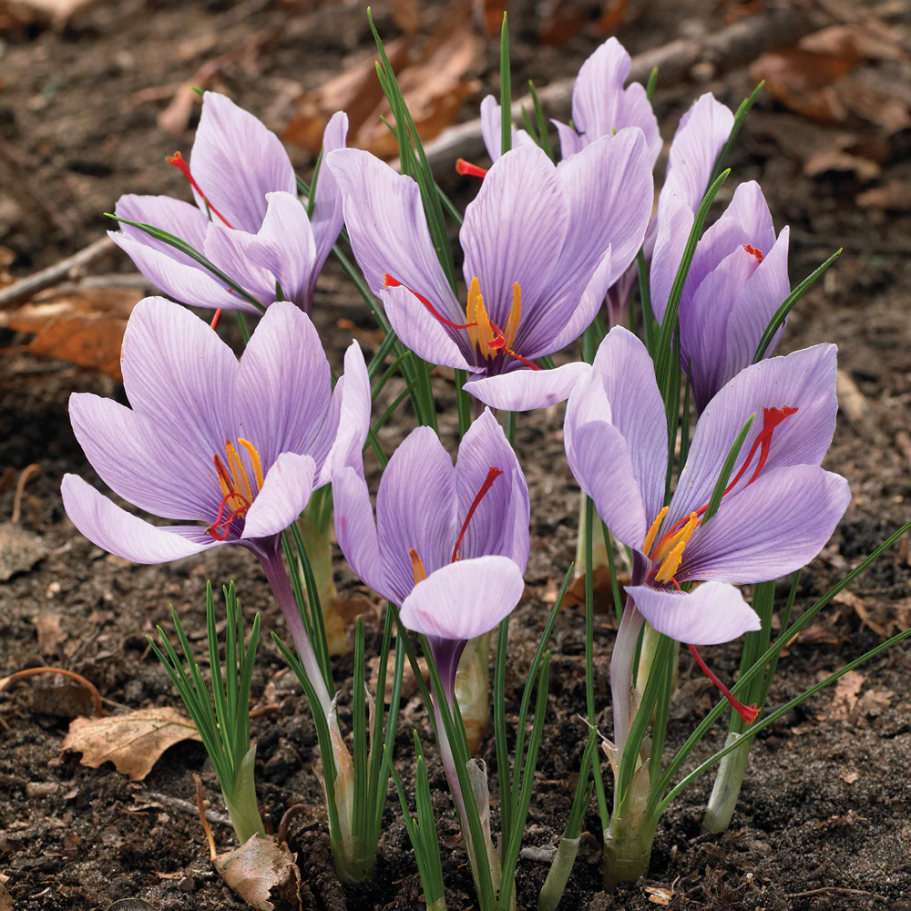 Saffron Crocus - Image 3
