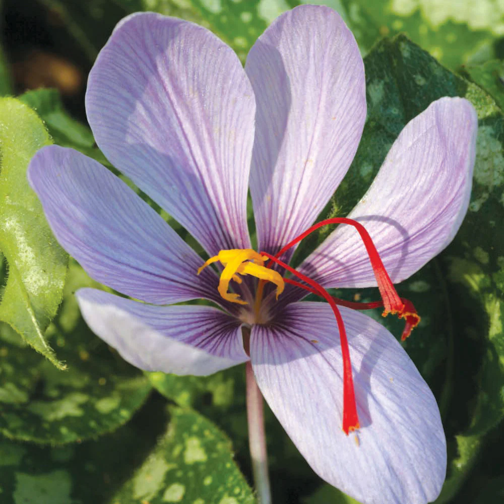 Saffron Crocus - Image 5
