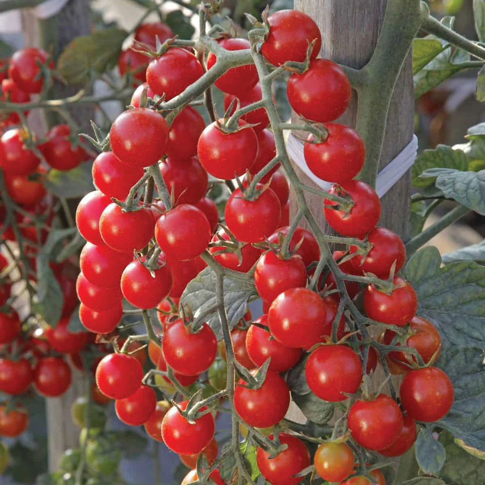 Crokini Tomato - Image 3