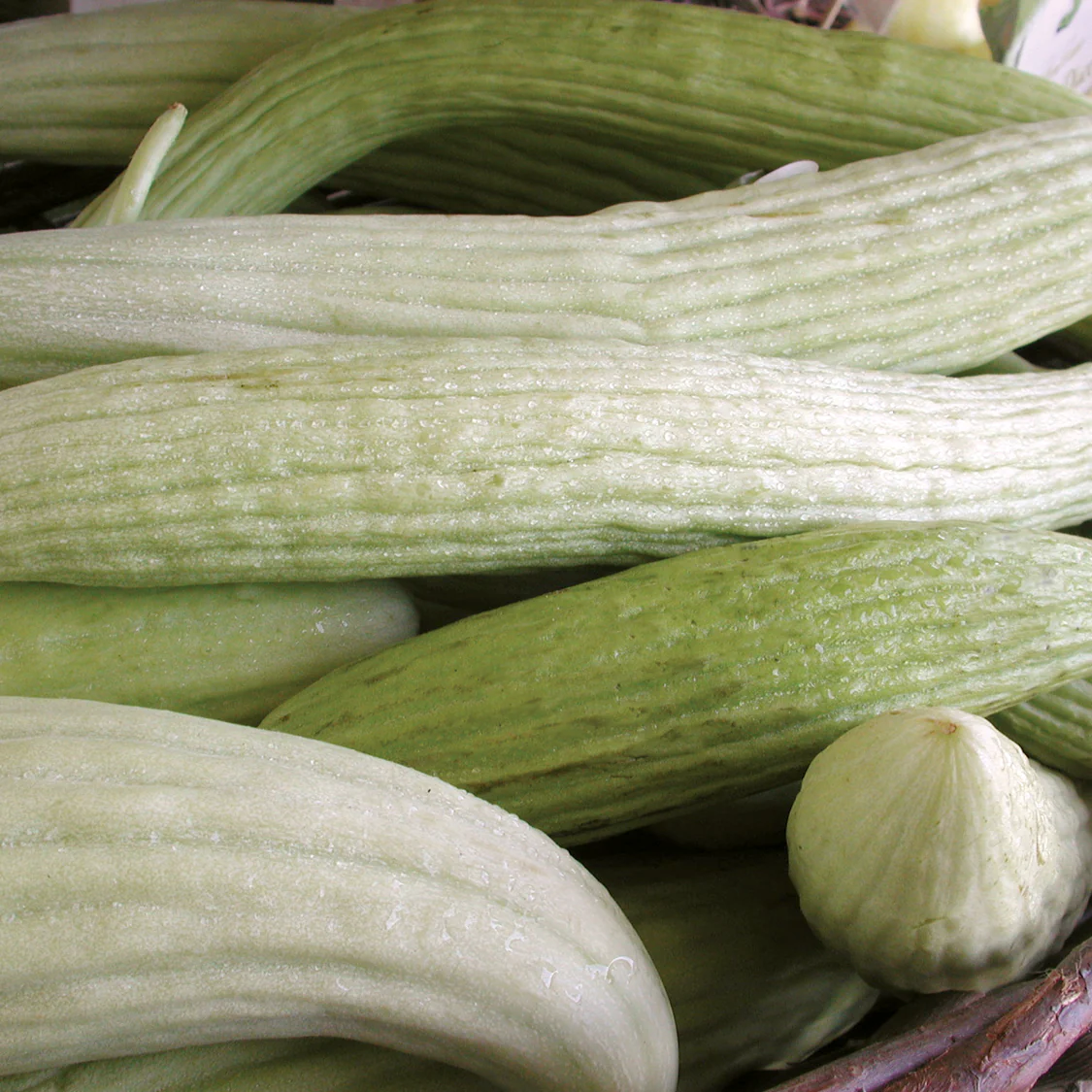 Armenian Cucumber