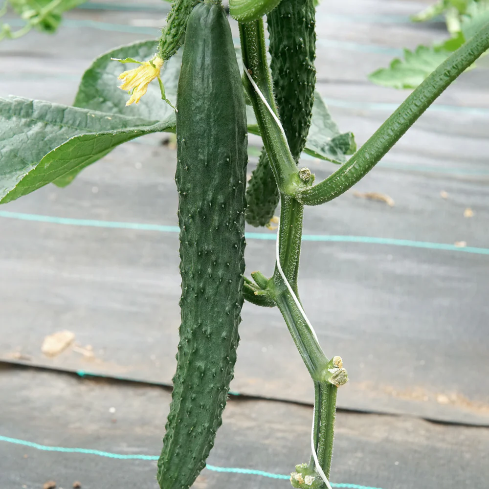 Dragon Suhyo Cross Cucumber - Image 3