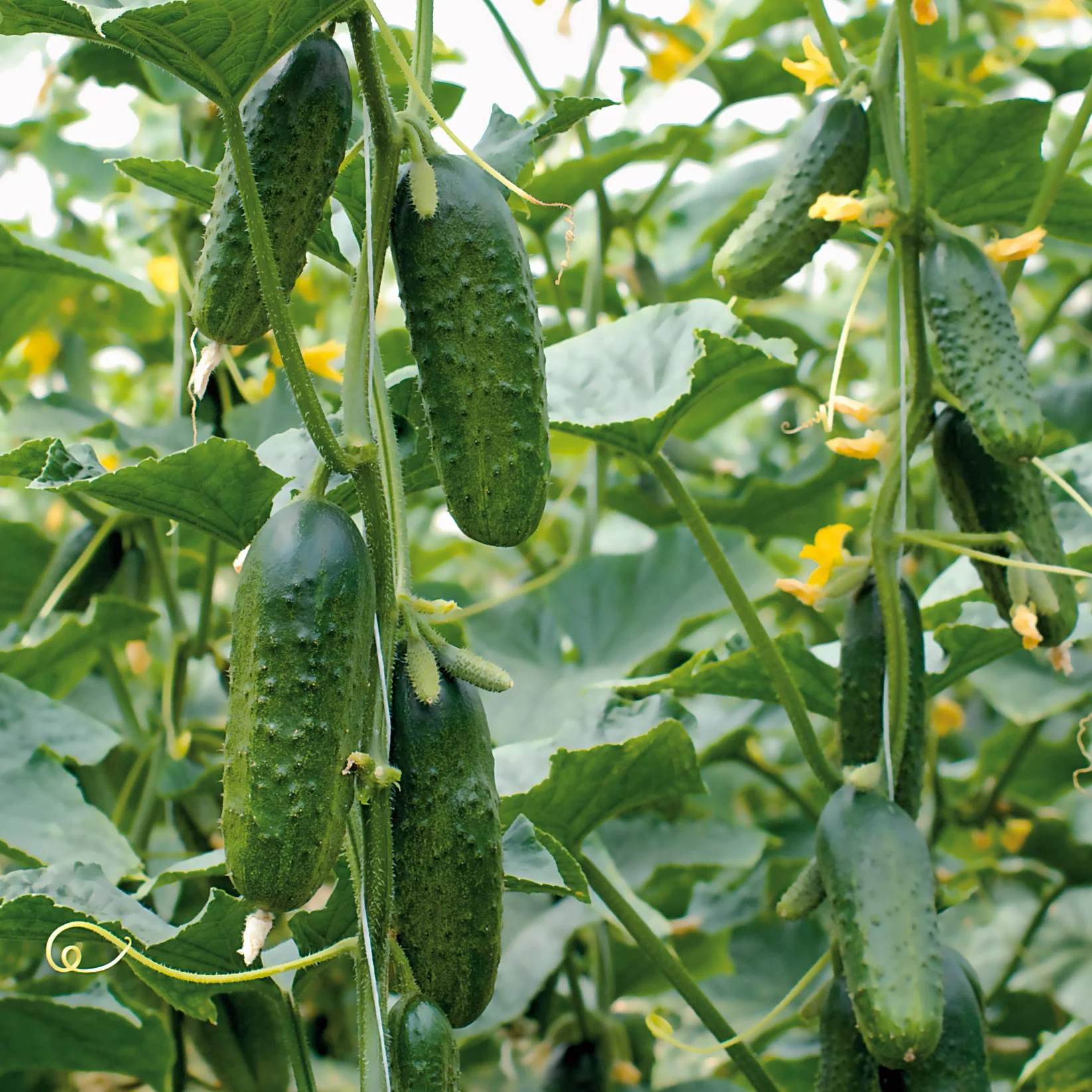 Excelsior Cucumber