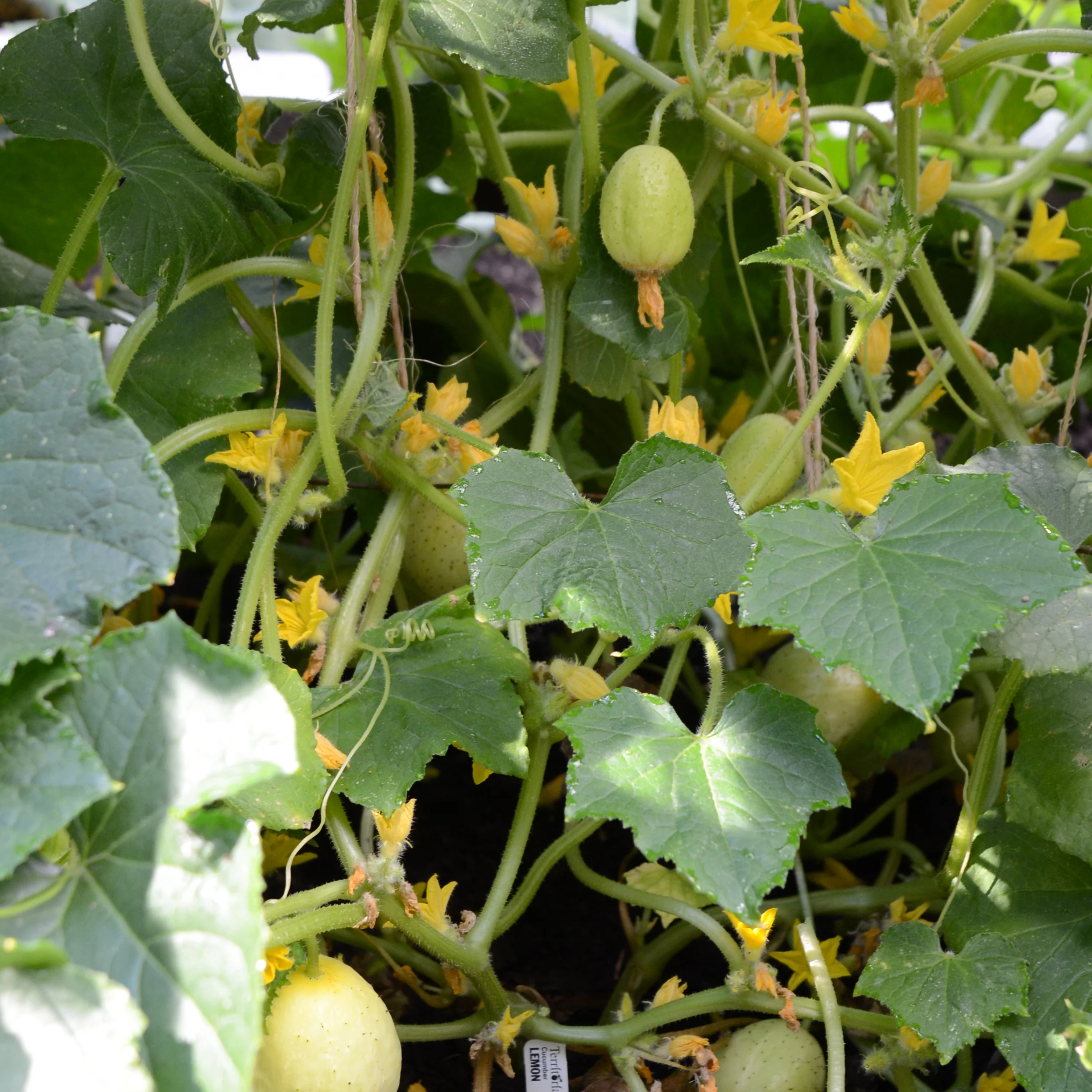 Lemon Cucumber - Image 3