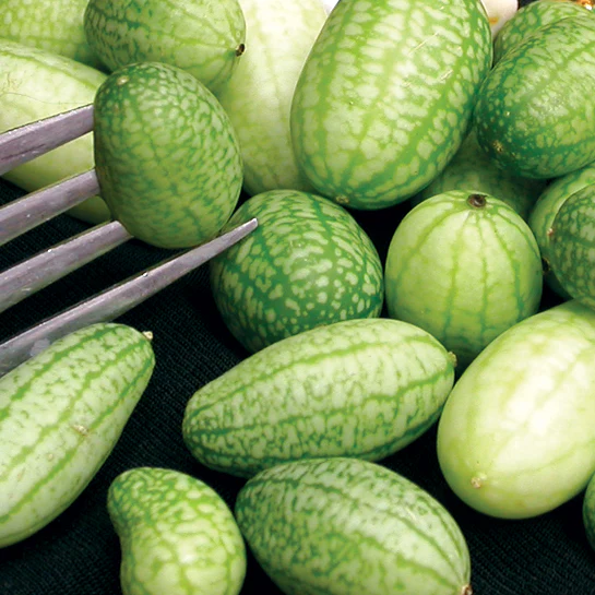 Mexican Sour Gherkin Cucumber - Image 2