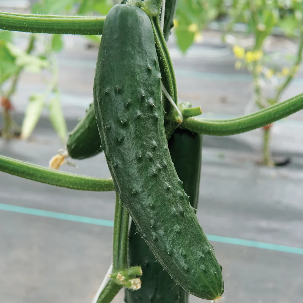 Paraiso Cucumber - Image 2