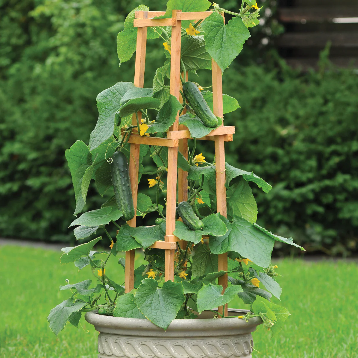 Patio Snacker Cucumber