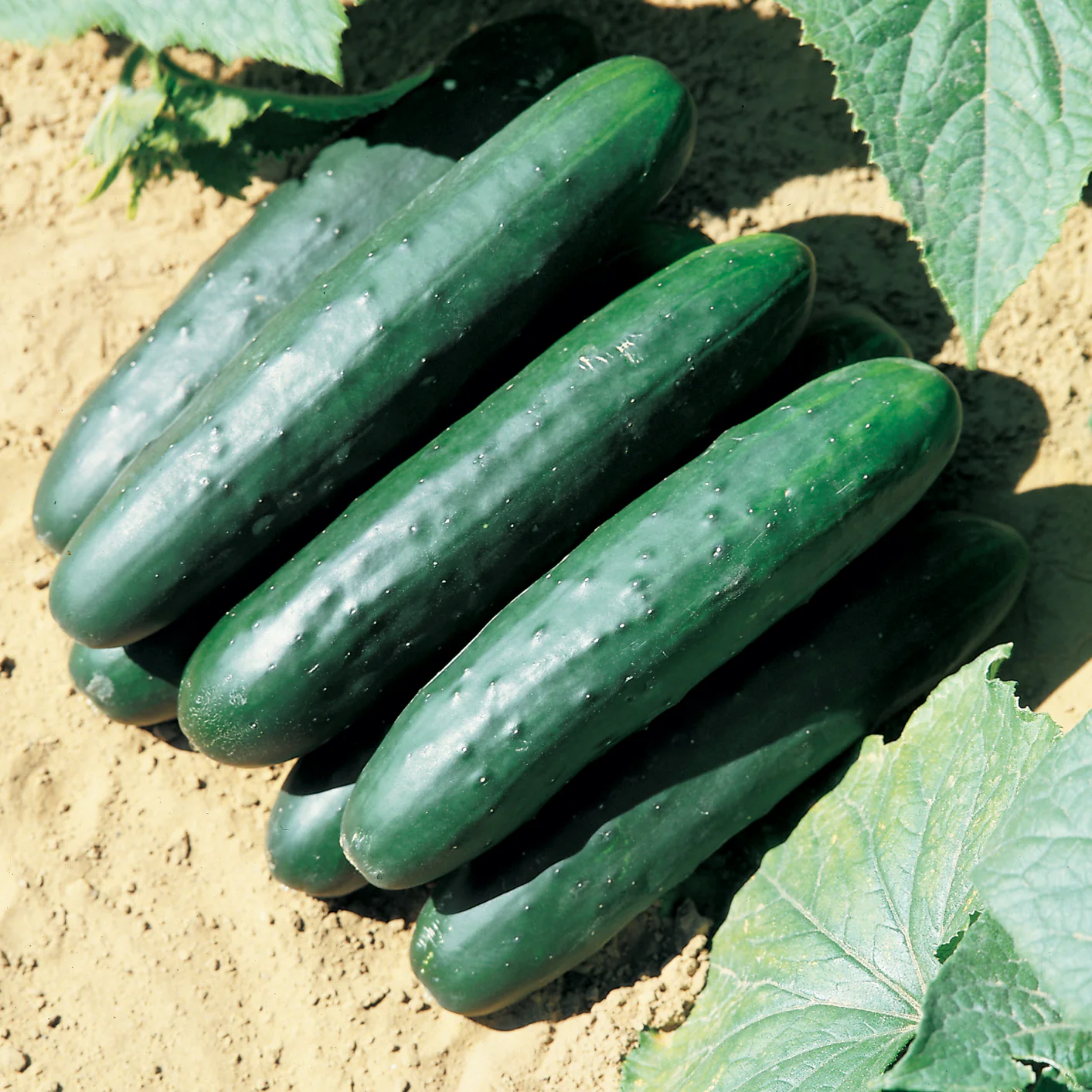 Raider Cucumber - Image 2