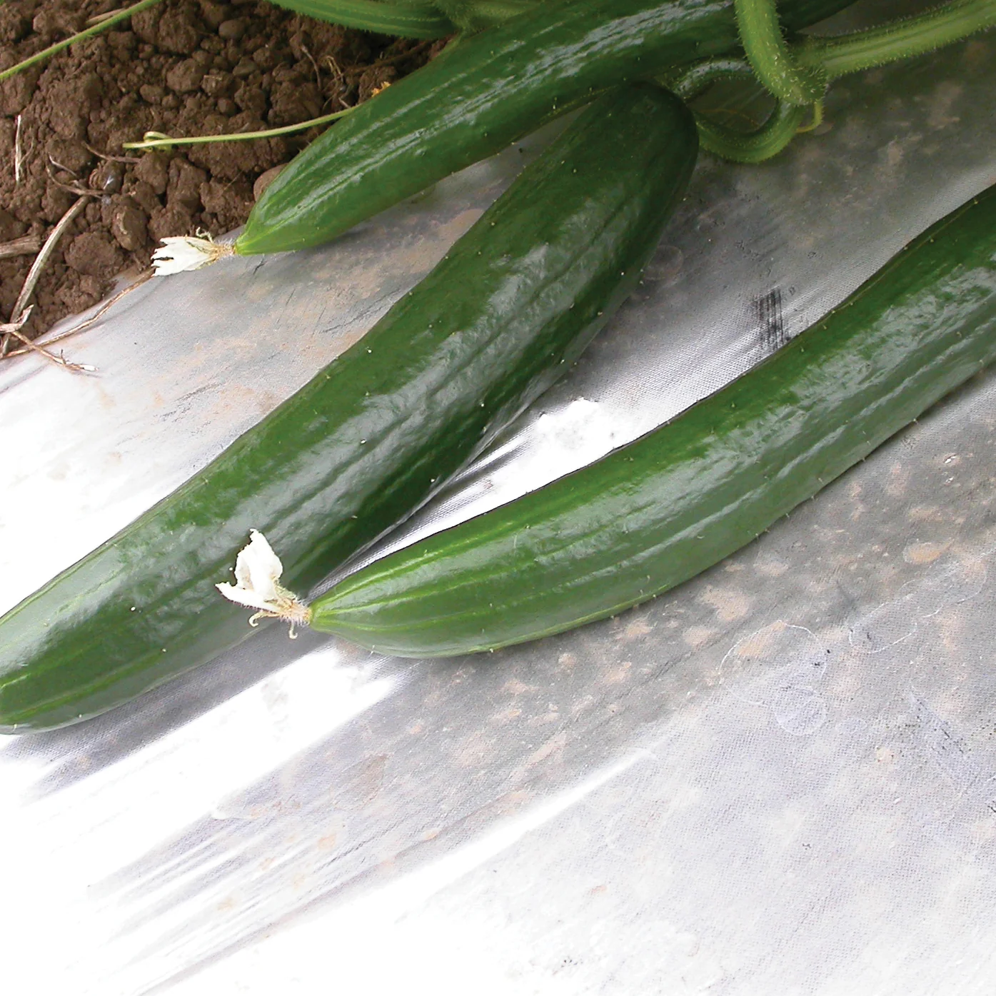 Summer Dance Cucumber - Image 3