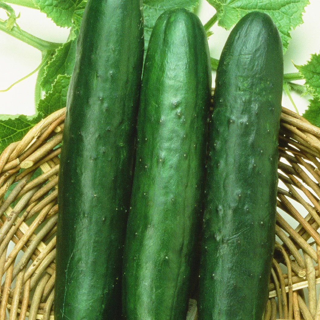 Sweet-Slice Cucumber - Image 2