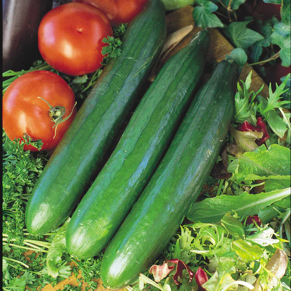 Telegraph Improved Cucumber