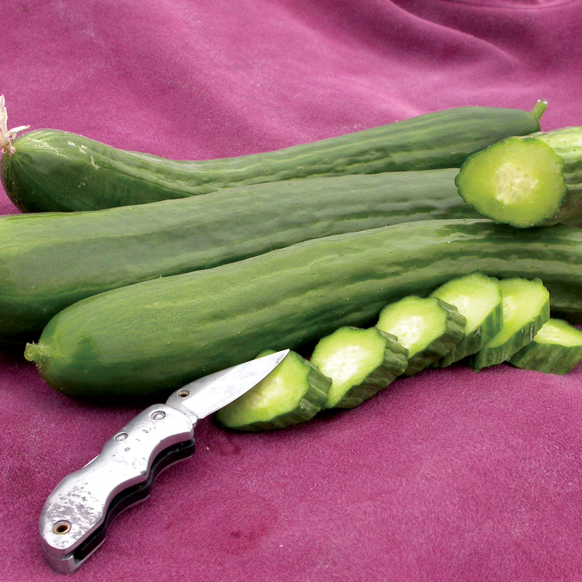 Telegraph Improved Cucumber - Image 2