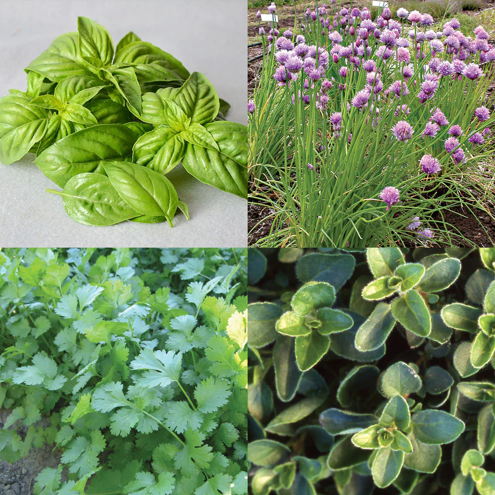 Culinary Herb Garden Essentials - Image 2