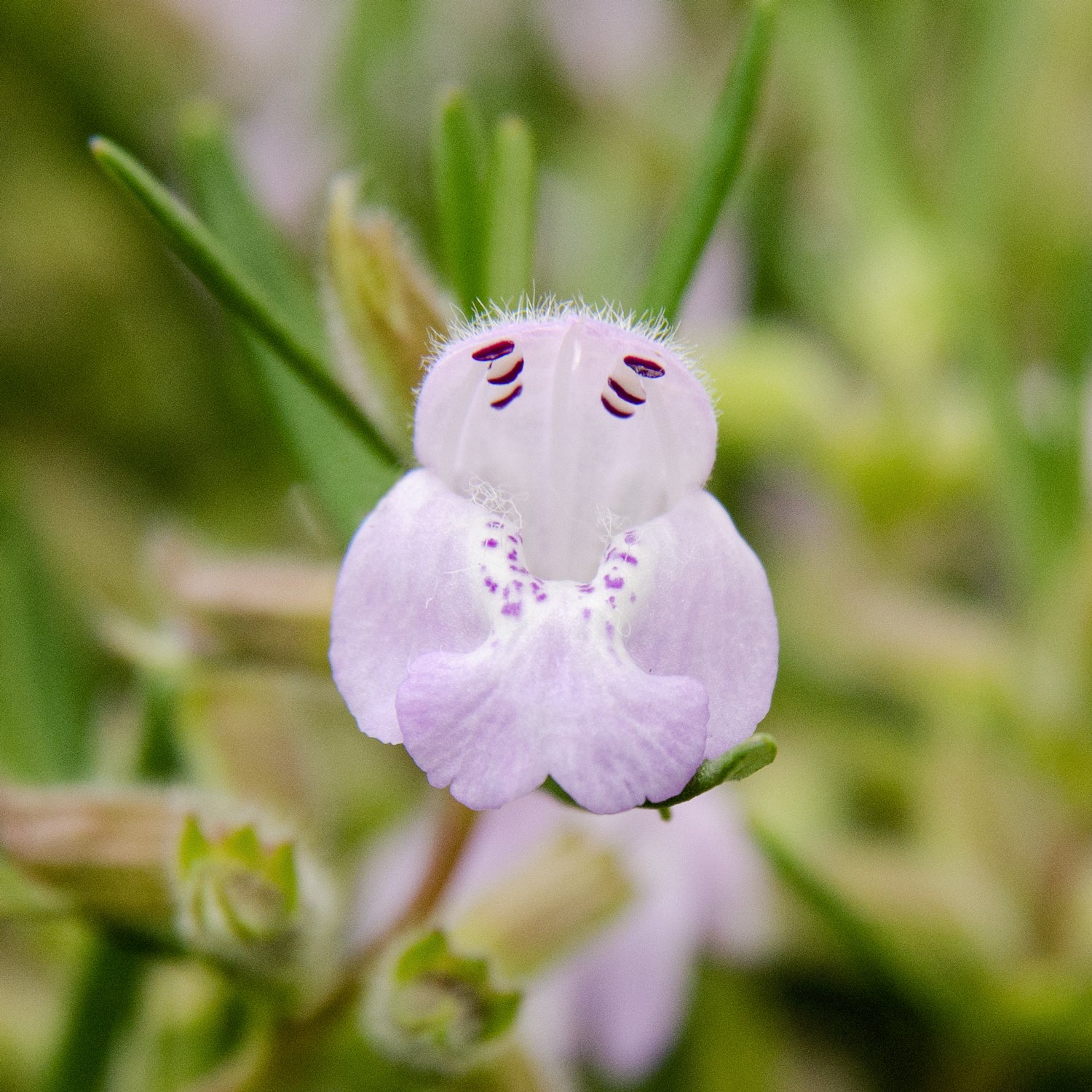 Cumberland Rosemary - Image 3