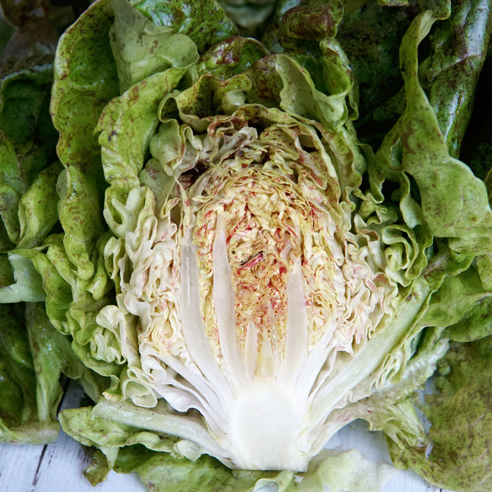 Daisy Lambert Lettuce - Image 3