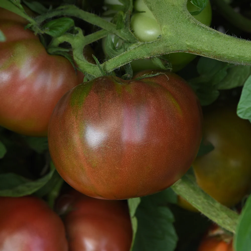 Darkstar Tomato - Image 5