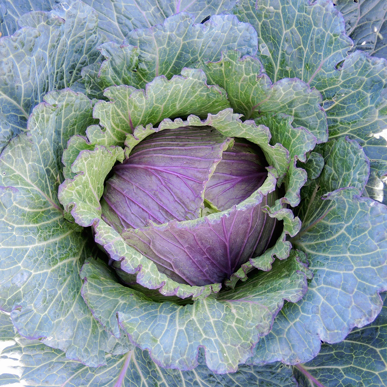 Deadon Cabbage