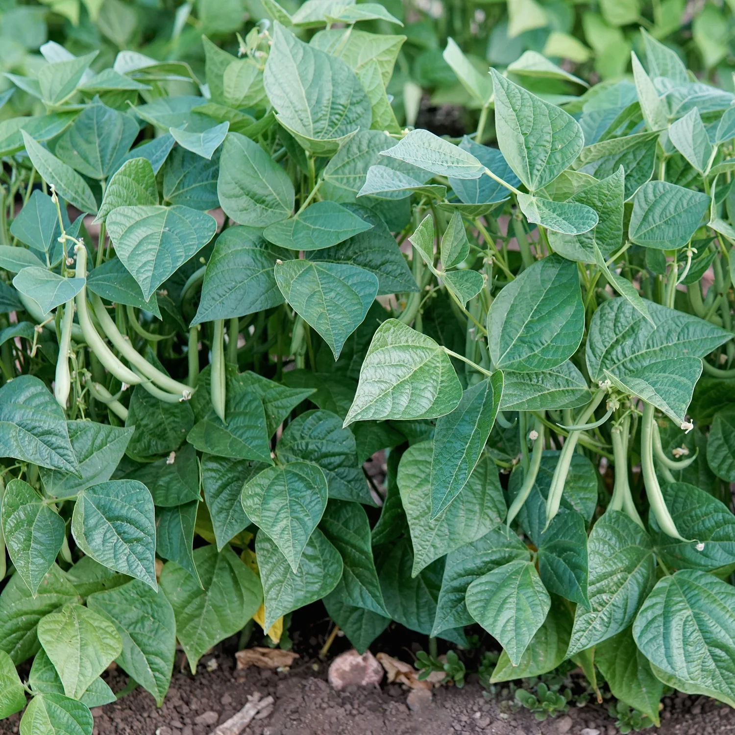 Desperado Bean - Image 2