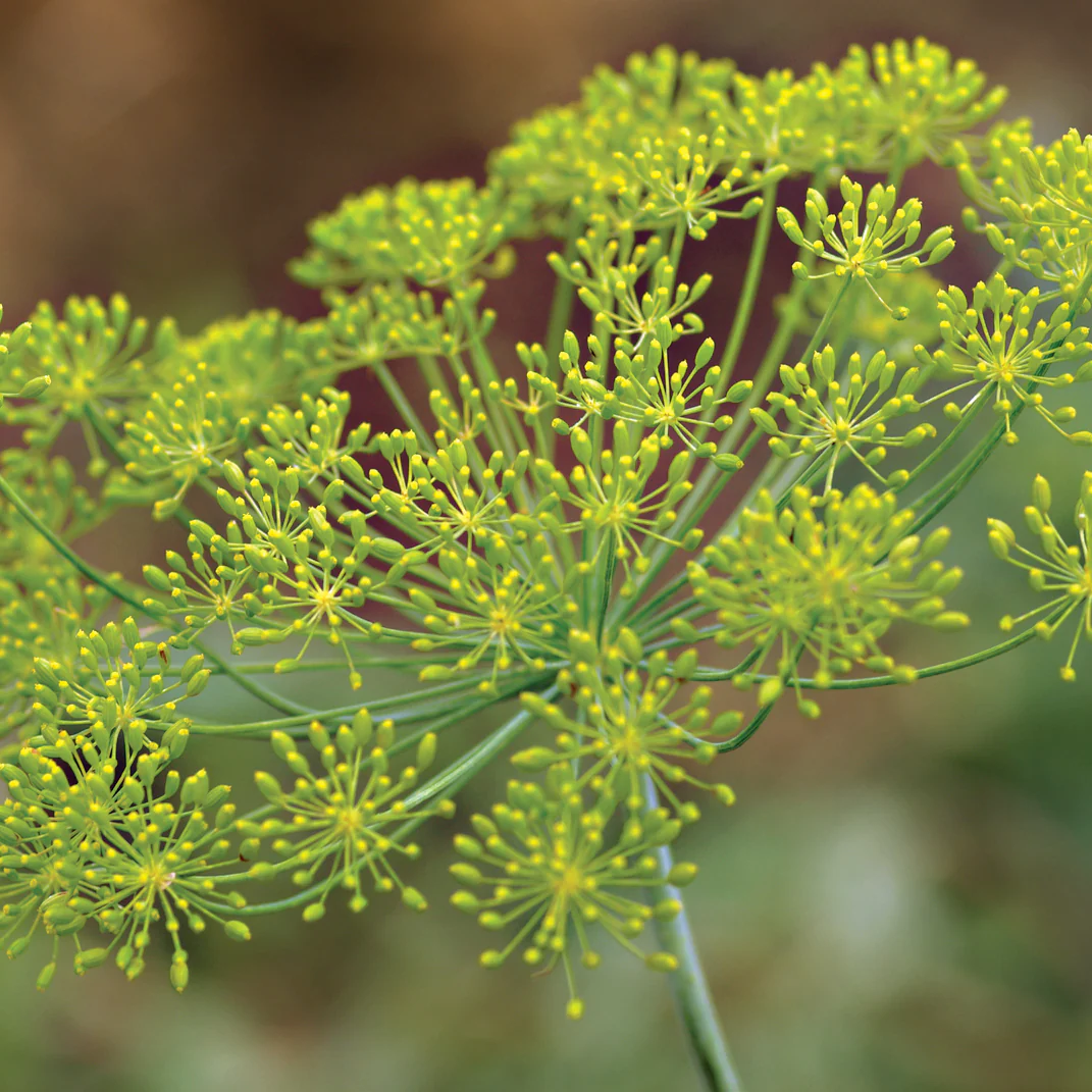 Dukat Dill - Image 2