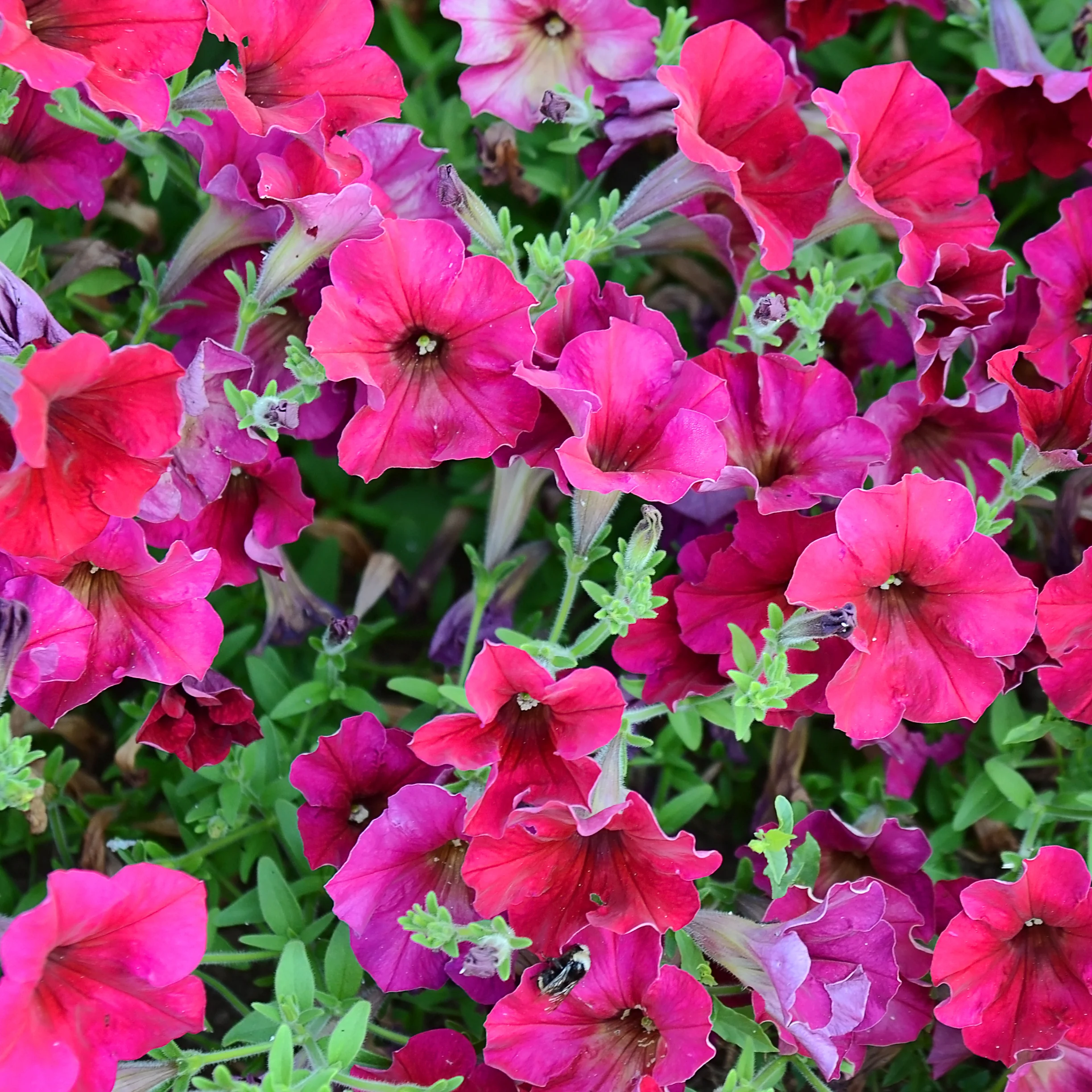 Easy Wave® Berry Velour Petunia