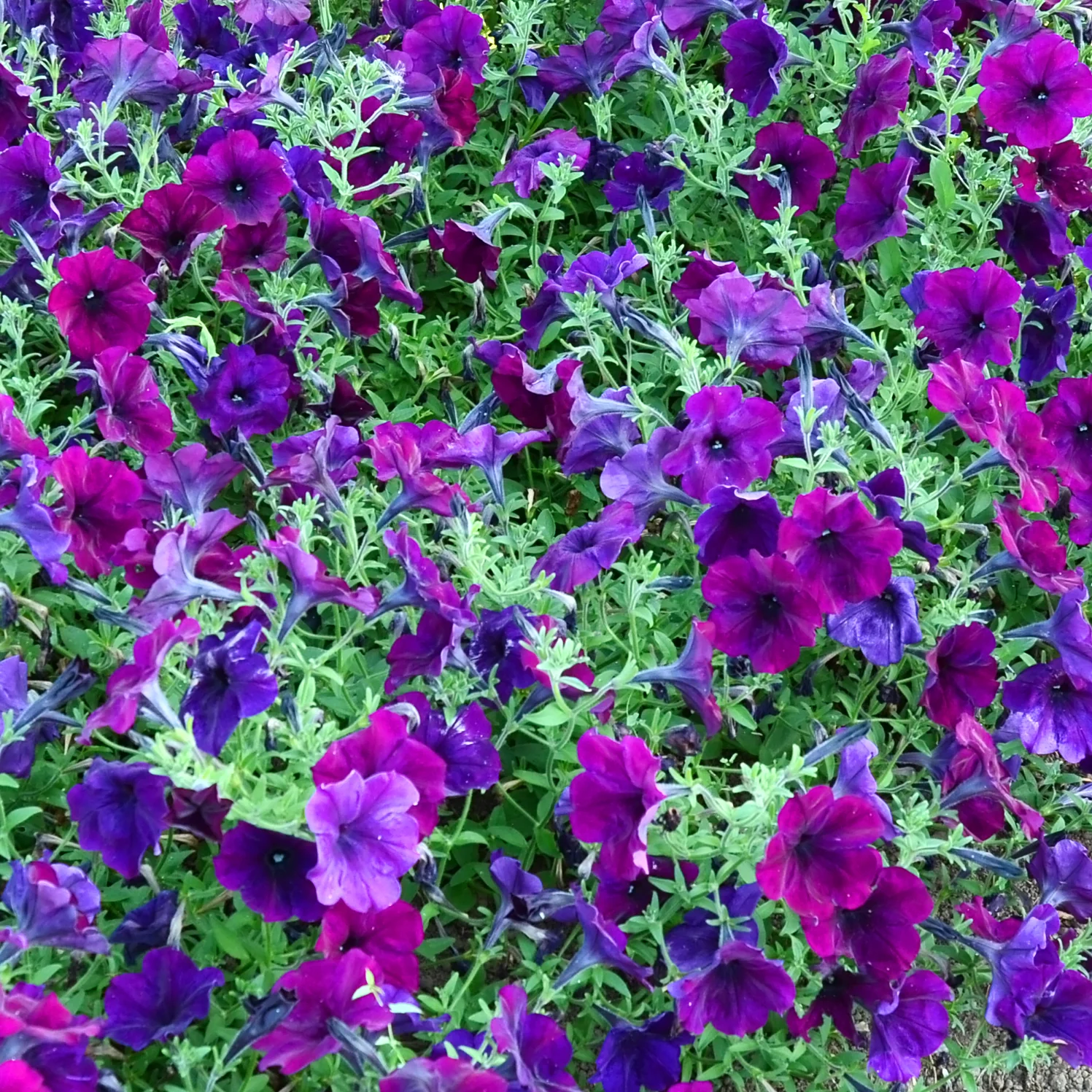 Easy Wave® Burgundy Velour Petunia - Image 2