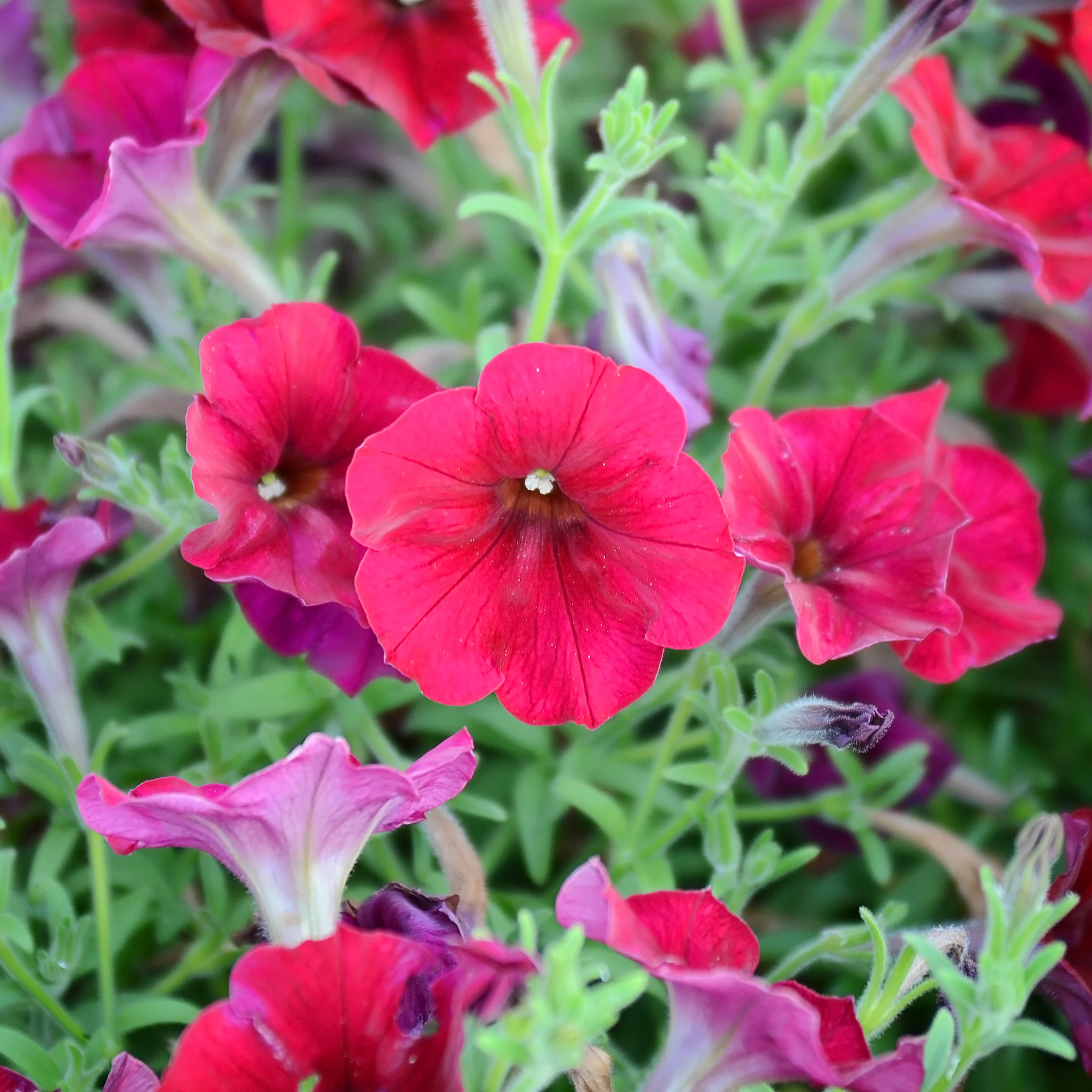 Easy Wave® Red Velour Petunia