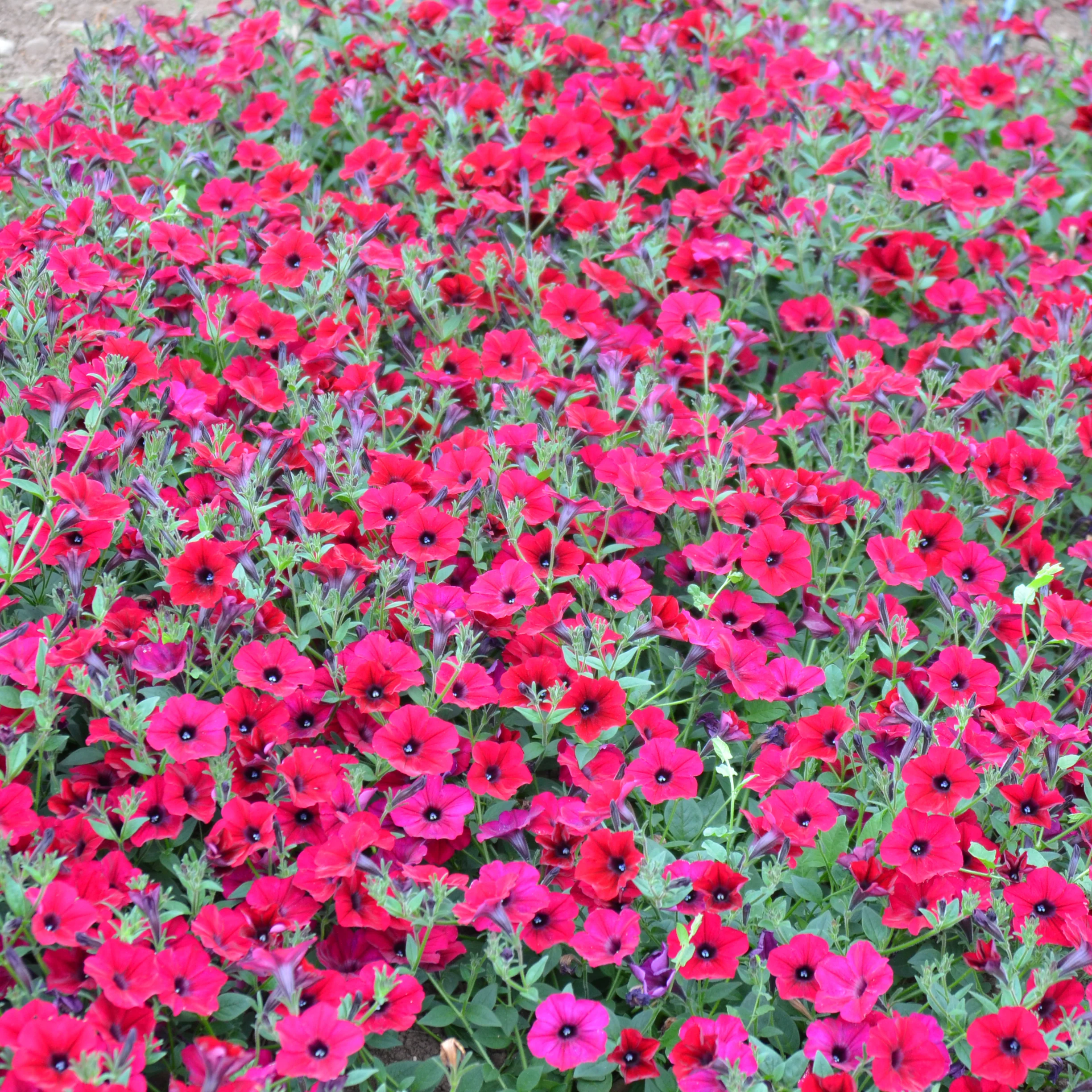 Easy Wave® Red Velour Petunia - Image 2