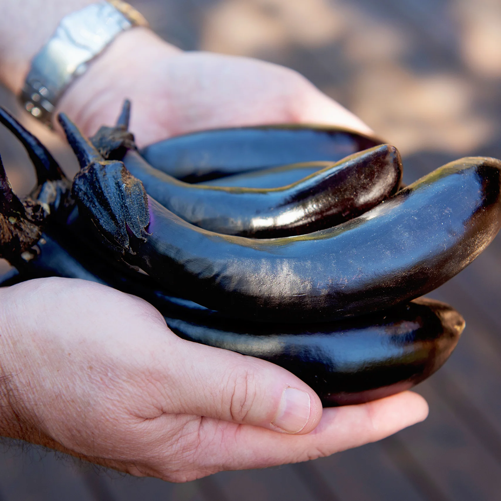 Millionaire Eggplant - Image 2