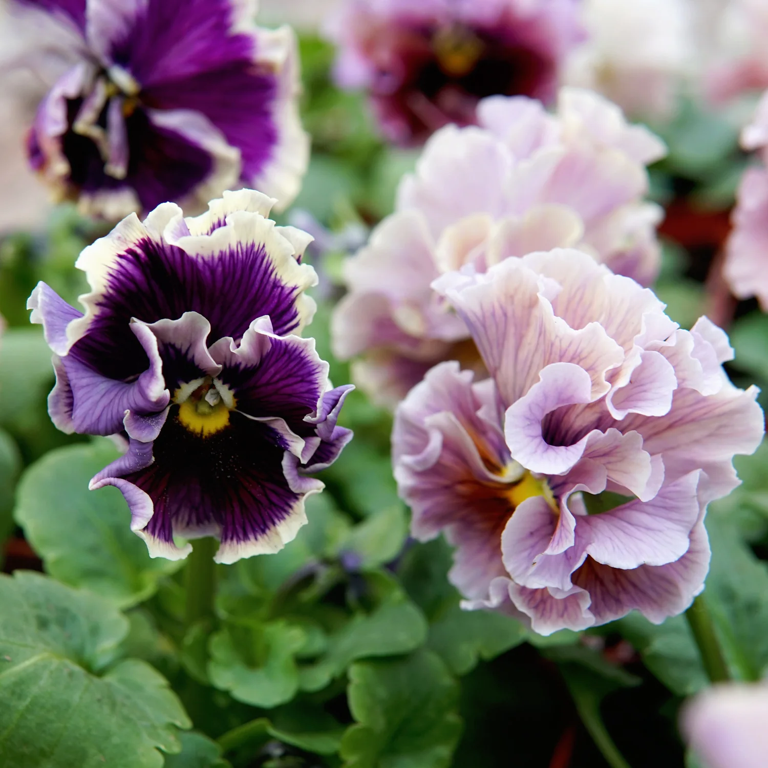 Elegance Antoinette Mix Pansy - Image 4