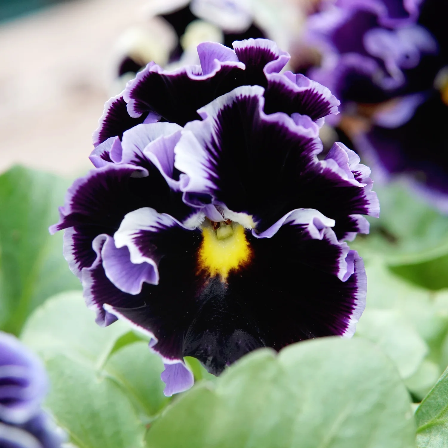 Elegance Twilight Mix Pansy - Image 2