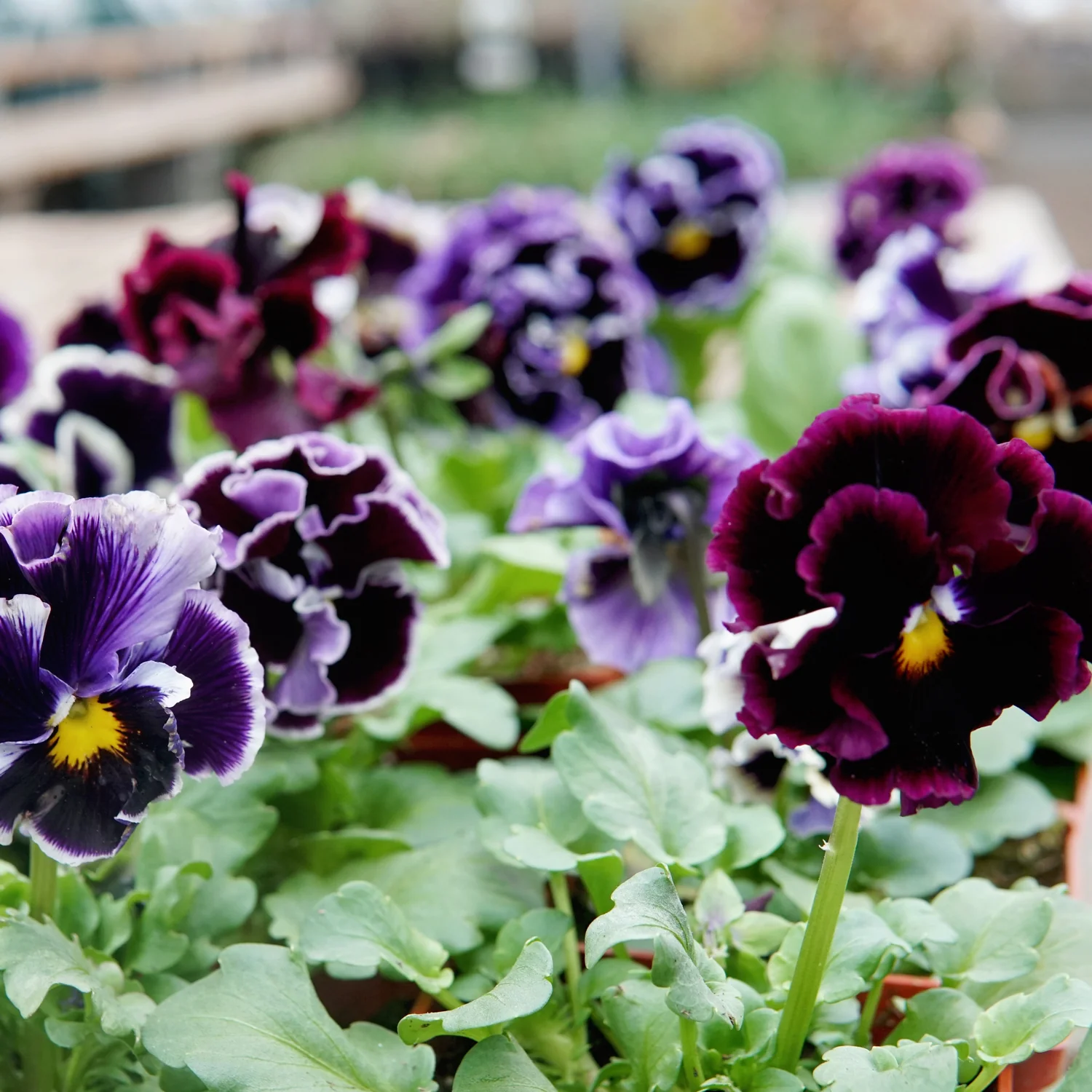 Elegance Twilight Mix Pansy - Image 4