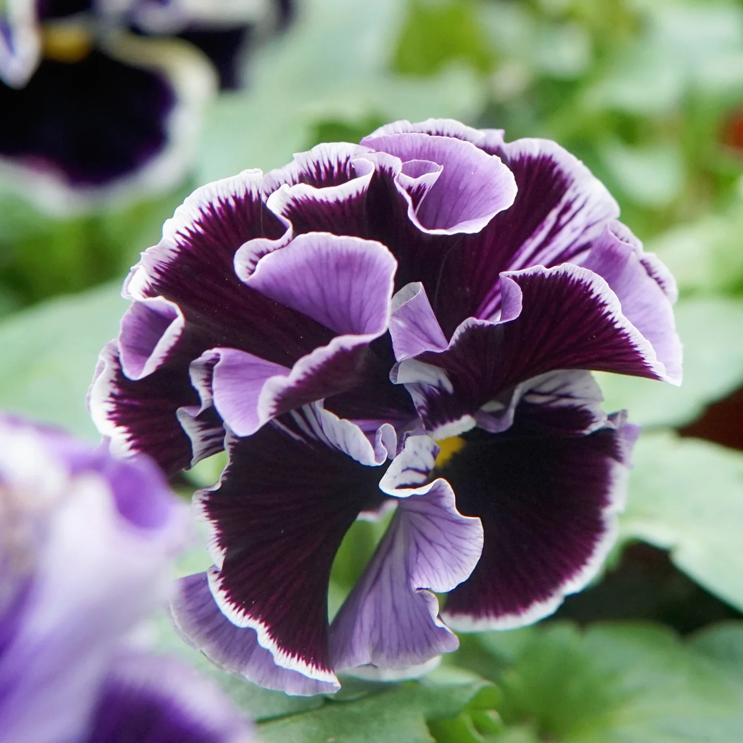 Elegance Twilight Mix Pansy - Image 5