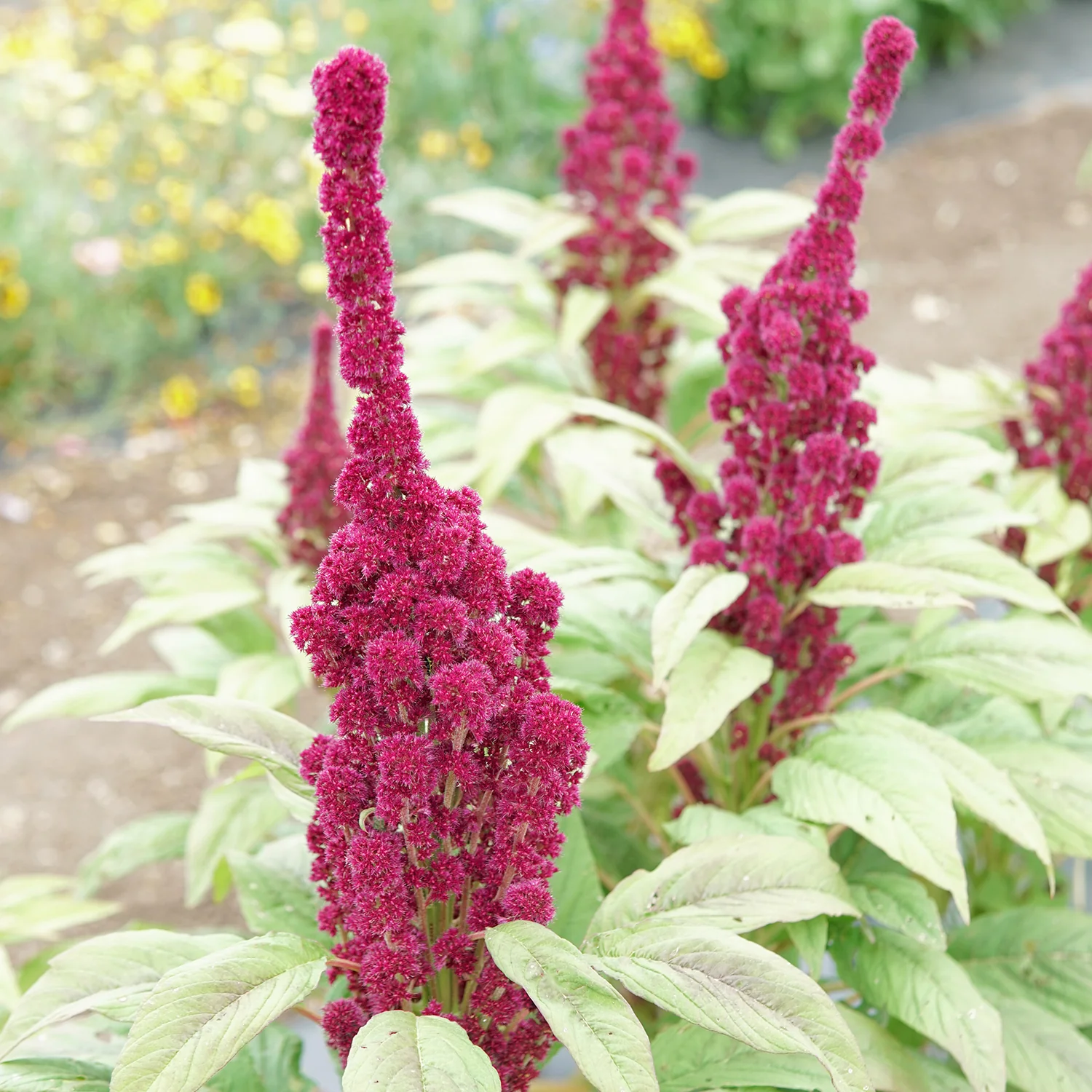 Elephant Head Amaranth