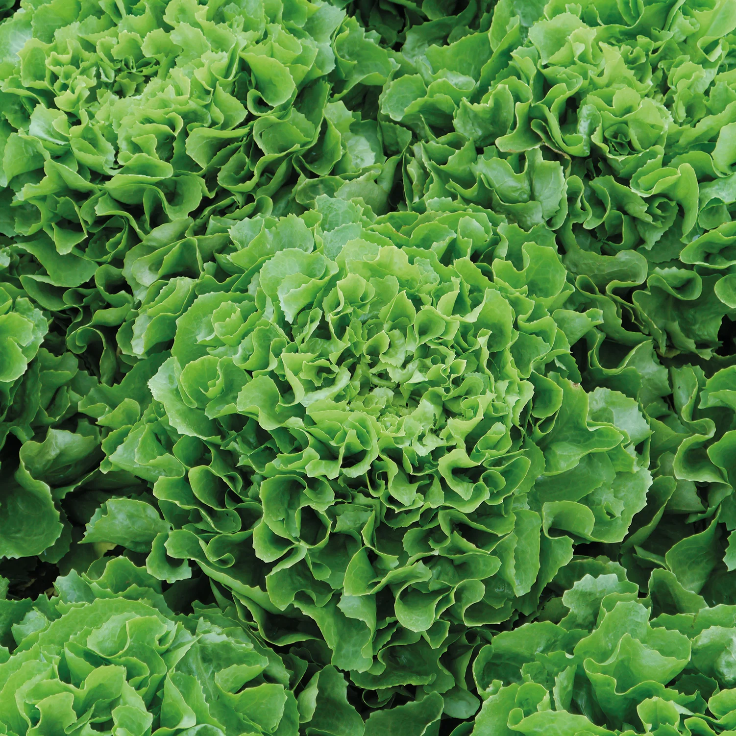 Eliance Endive