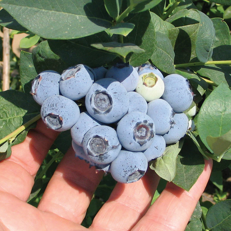 Emerald Blueberry Plant