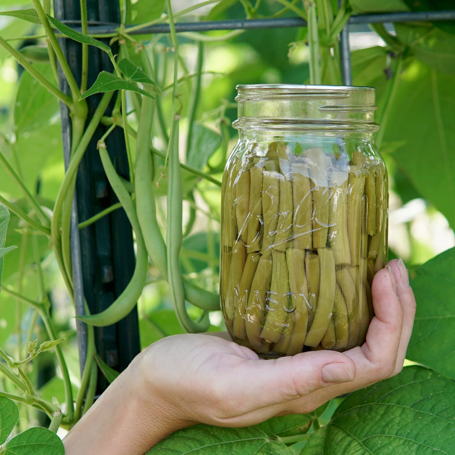 Emerite Bean - Image 3