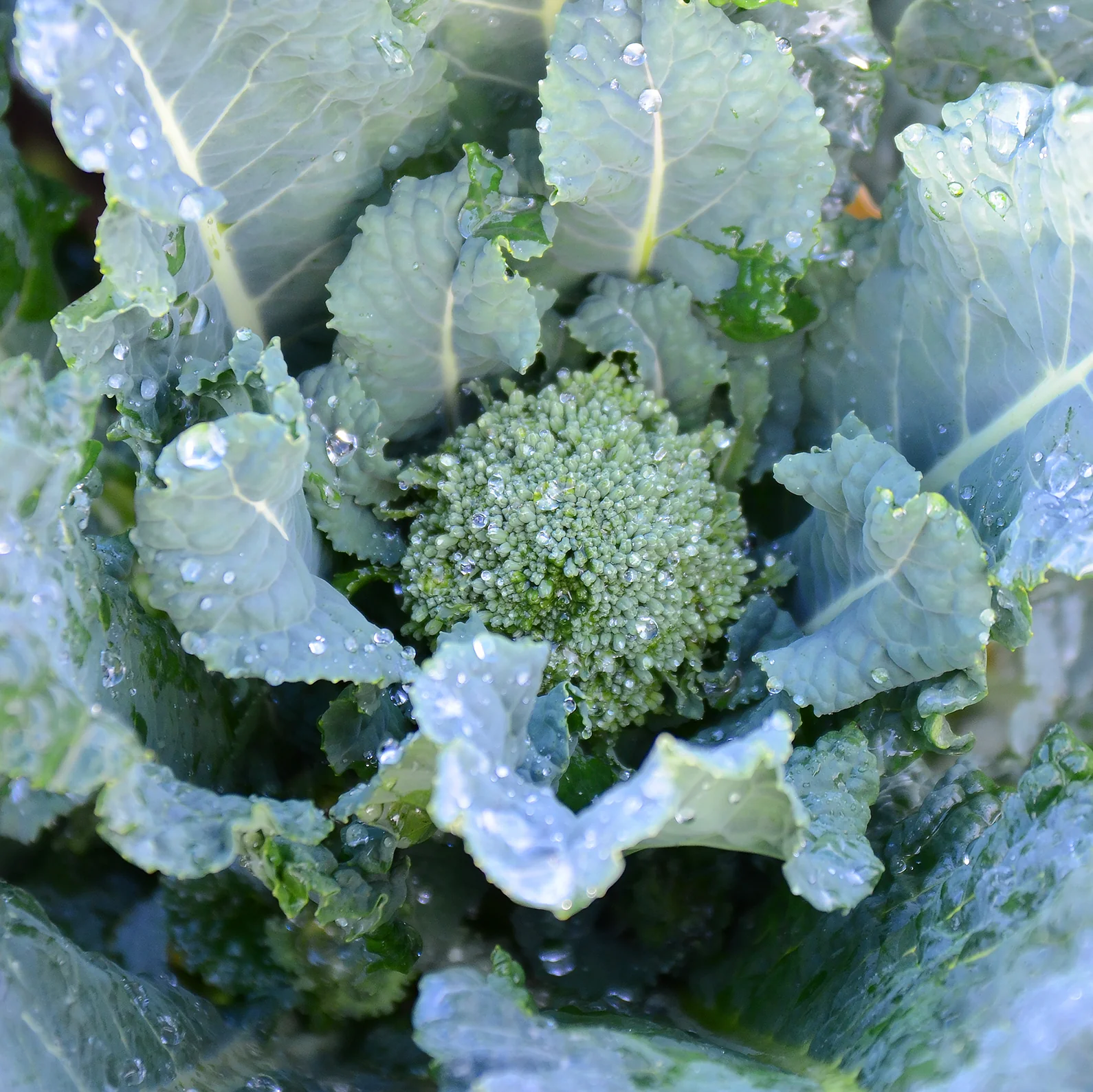 Endeavour Broccoli