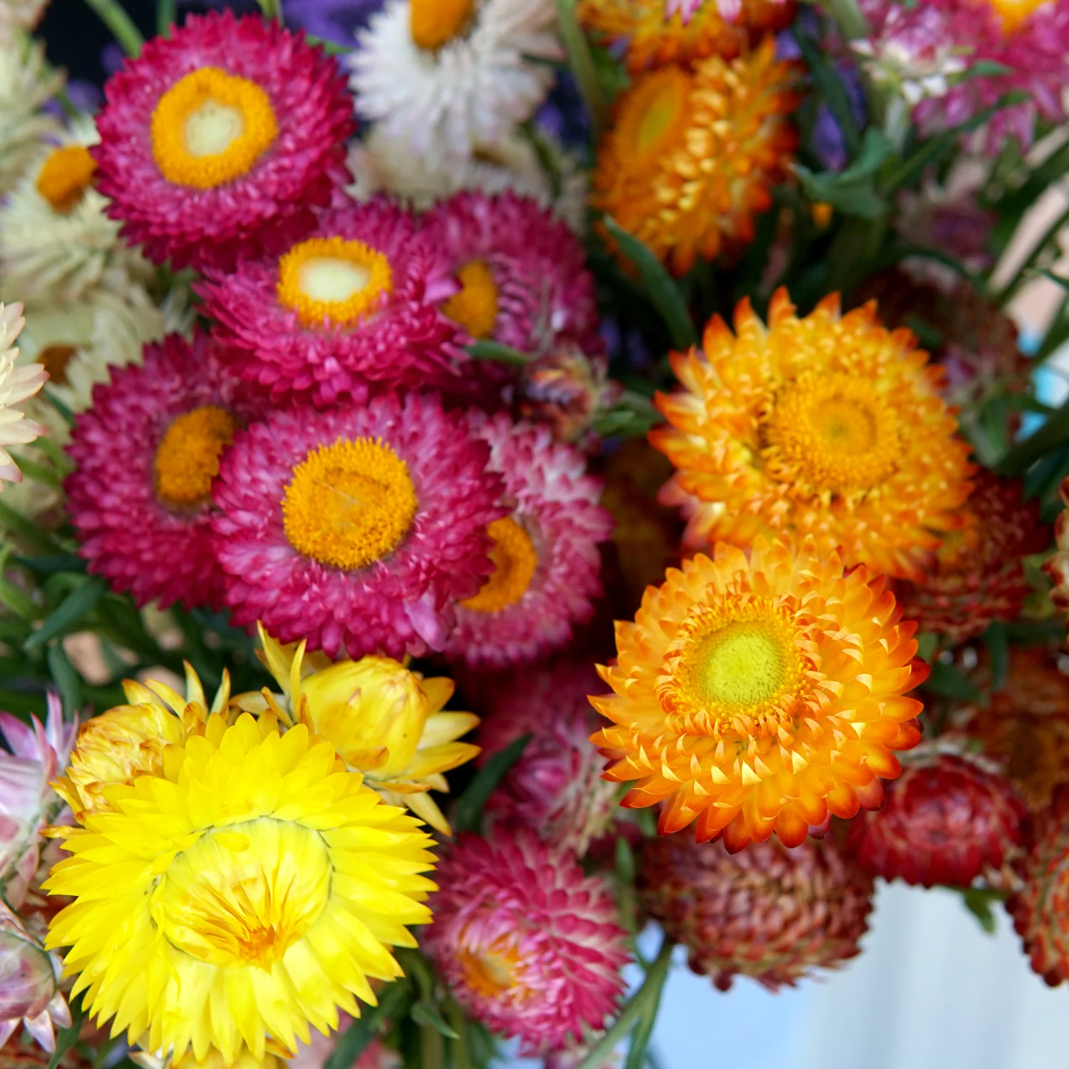 Endless Summer Mix Strawflower - Image 3