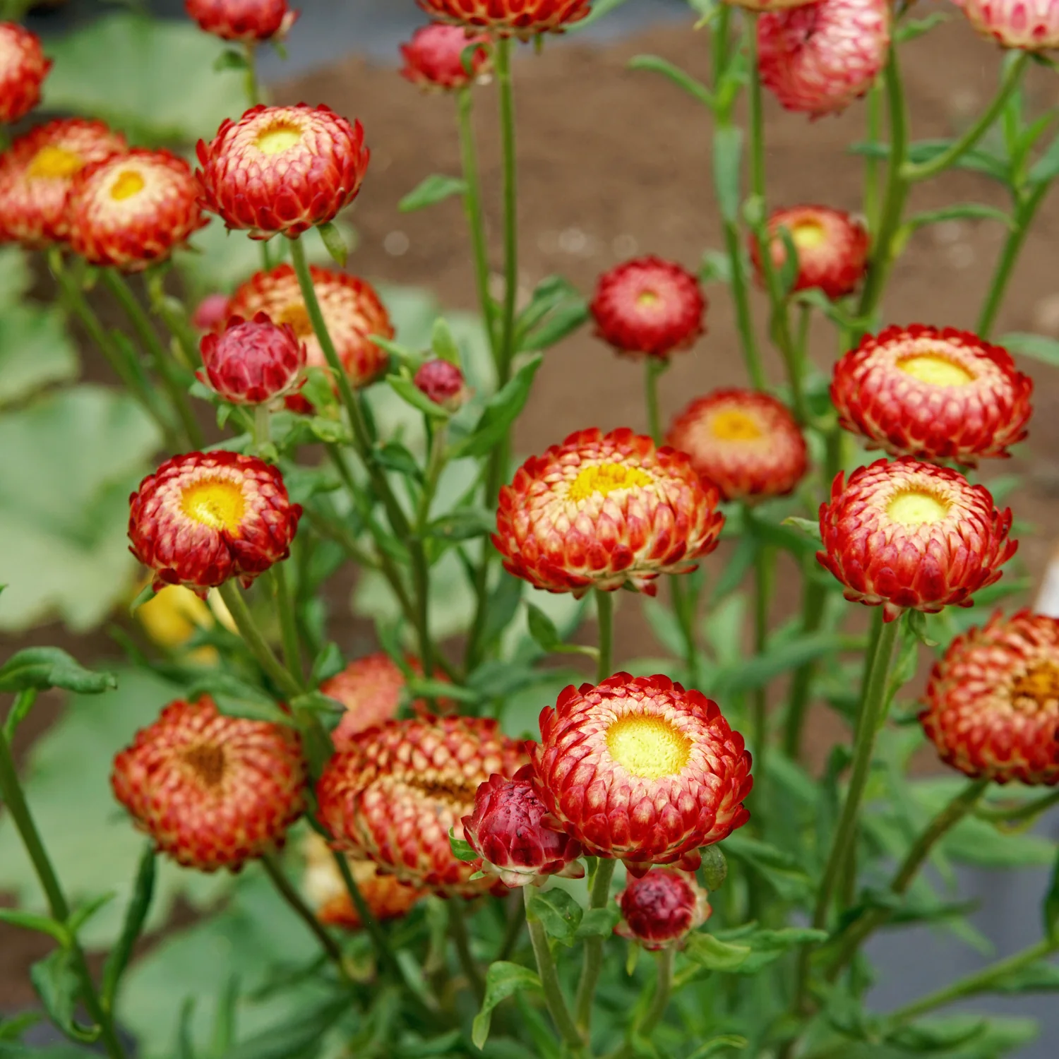 Endless Summer Mix Strawflower - Image 5